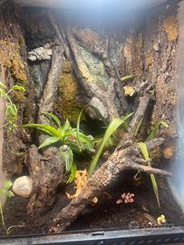 Milk frog con terrario exoterra