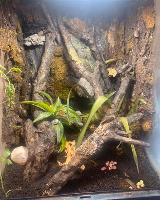 Milk frog con terrario exoterra