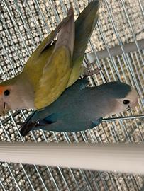 Inseparabile