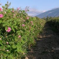 Rosa di Damasco Kazanlik Trigintipetale