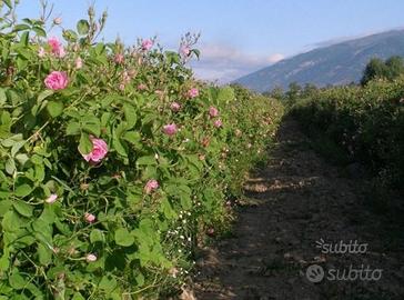 Rosa di Damasco Kazanlik Trigintipetale
