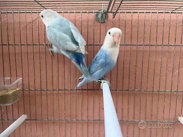 Coppia Diluiti blu