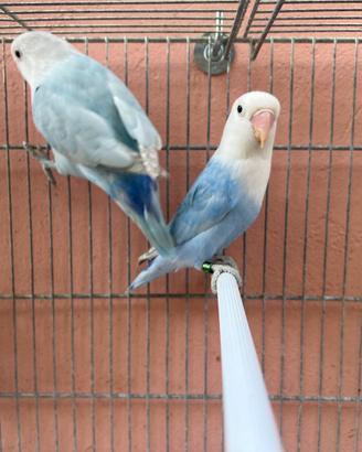 Coppia Diluiti blu
