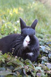 Coniglio nano colorato