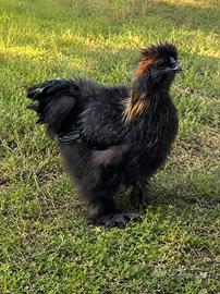 Coppia Galline Moroseta Maschio. +Femminaa