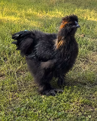 Coppia Galline Moroseta Maschio. +Femminaa