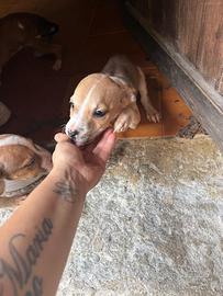 Cani di razza pitbull