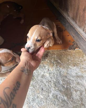 Cani di razza pitbull