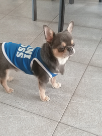 Animali chihuahua per monta