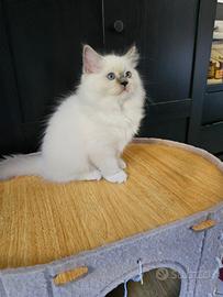 Cuccioli Ragdoll con Pedigree 