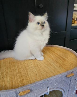 Cuccioli Ragdoll con Pedigree 