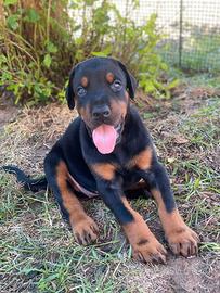 Cuccioli Dobermann