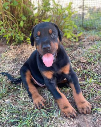Cuccioli Dobermann