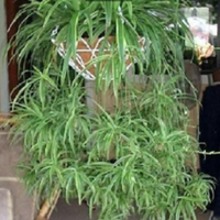 Pianta Clorophitum o nastrini