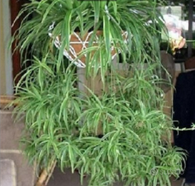 Pianta Clorophitum o nastrini