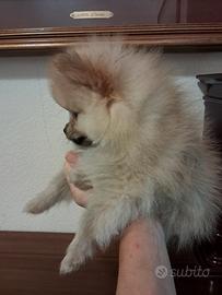 cucciolo spitz