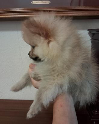cucciolo spitz