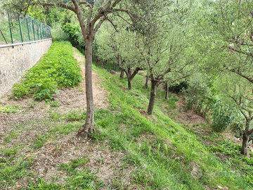 Terreno agricolo/uliveto