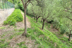 Terreno agricolo/uliveto