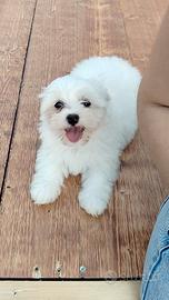 cagnolina maltese