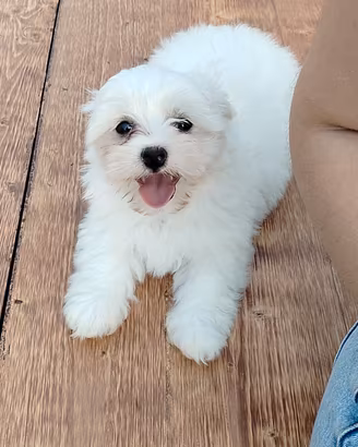 cagnolina maltese