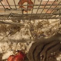 Petauri dello zucchero