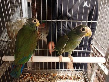 coppia pionus senilis 2026