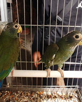 coppia pionus senilis 2026