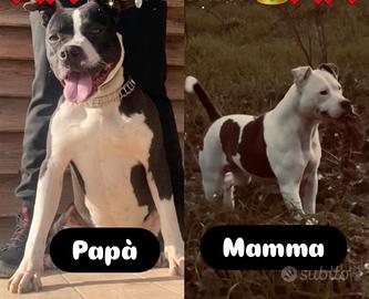 Prezzo bomba cuccioli di pitbull