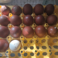 Galline marans