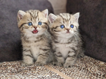 British shorthair