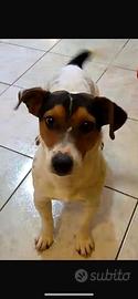 Jack russell pelo corto