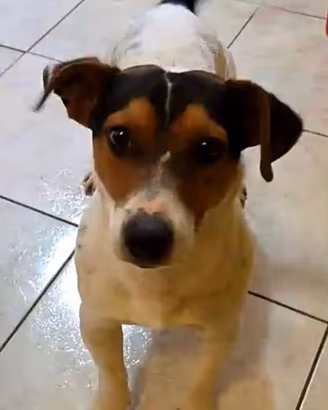 Jack russell pelo corto