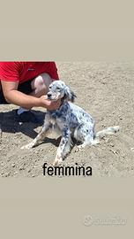 Setter Inglese
