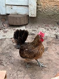 Gallina e gallo coronato siciliano