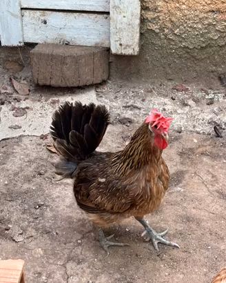 Gallina e gallo coronato siciliano