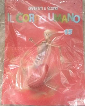 Ii corpo umano RBA Fascicolo 15 + Modellino