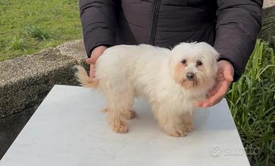 Maltese