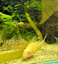 Corydoras paleatus