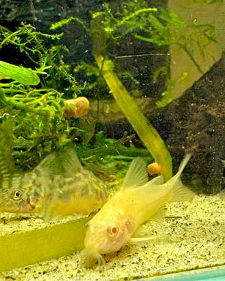 Corydoras paleatus