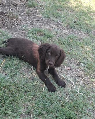 Springer spaniel