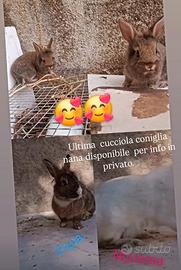 Testa di leone