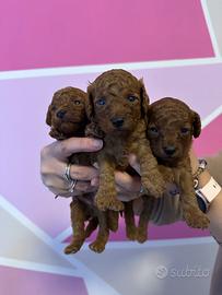 Disponibili Barboncini Red toy