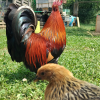 Disponibili galletti