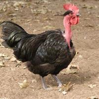 Pulcini Collo Nudo della Transilvania - In Purezza