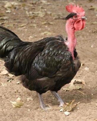 Pulcini Collo Nudo della Transilvania - In Purezza