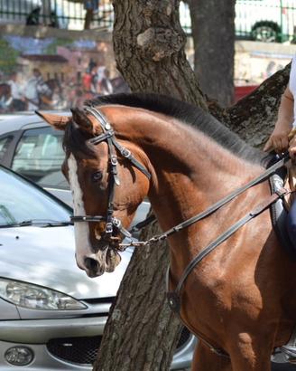 Puledro intero di 4 anni