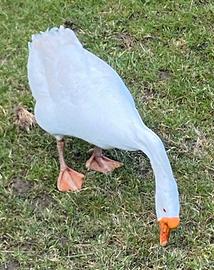 Oche cignoidi bianche