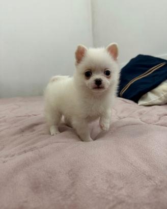 Maschio Chihuahua Spitz