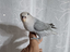 Immagine 4